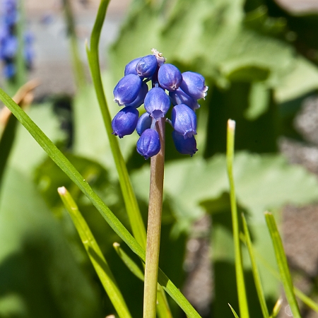 Muscari Armeniacum 2